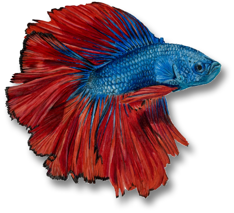 Dessin Poisson Combattant